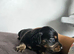 4 miniature long hair dachshund puppies