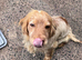 Cocker spaniel