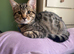 8 month old in need of new home