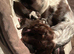 English springer spaniel and labdoodle