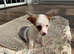 Patch !! 10 week old Jack Russel puppy