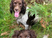 Kc registered English springer spaniel pups
