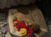 male lurcher cross staffie