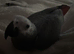 Hand reared african grey baby&rsquo;s