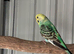 1 female budgie