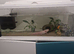 Axolotl