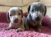 Miniature dachshund