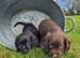 Cocker spaniel puppies