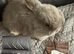 Mini Lop Babies
