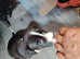 6 Frenchie x Sprocker pups