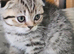 SCOTTISH FOLD