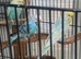 6 rainbow budgies between 6 months