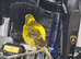 2 green and yellow canaries