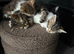 Gorgeous half bengal kittens for sale