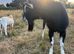 Stud alpine goat for rent or swap