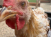 Leghorn/bantham cockerel