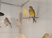 Canaries