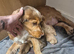 Stunning boy puppies