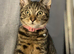 Gigi female kitten