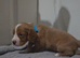 9 cocker Spaniel Puppies