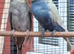 Breeding Pair of budgies