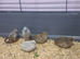 8wk old Chinese Painted quail (Button Quail)
