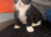 Female kitten