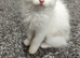 Ragdoll kitten