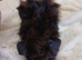 Female and male guinea pigs
