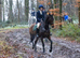 HORSES WANTED - SPORTS HORSES & THOROUGHBREDS