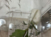 Indian stick insects