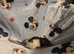 Female & male fancy rats