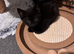 Black female kittens