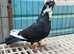galati roller pigeon