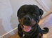 Handsome Serbian rottweiler