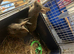 Two female mini Rex is