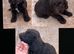 Cocker spaniel puppies