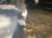 Pygmy goats