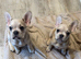 2 beautiful French bulldogs