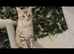 OUR BEAUTIFUL MALE BENGAL