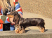 KC Miniature dachshund girl