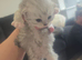Ragdoll/persian kittens