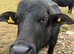 Water buffalo for sale