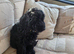 Black cockapoo pup