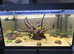 Fluval siena 272L tank