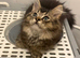 1 British longhair x Mainecoon Male