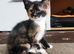 Tortoiseshell kitten