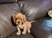 Beautiful Cavalier King Charles Spaniel puppies