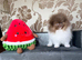 Party Lilac tiny Pomeranian boy