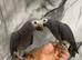 Stunning Friendly Baby HandReared Super Tame African Grey Parrot,12